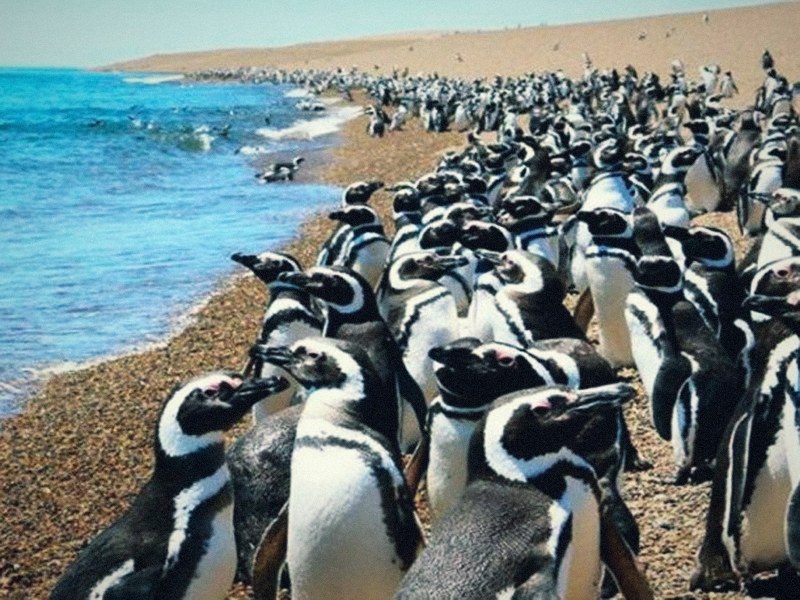 Colonia de pingüinos de Magallanes en Punta Tombo