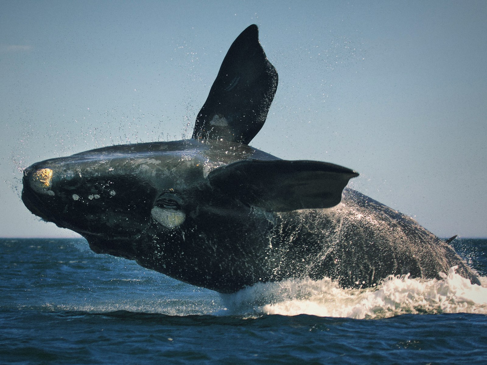 Ballena franca austral saltando en la Península Valdés