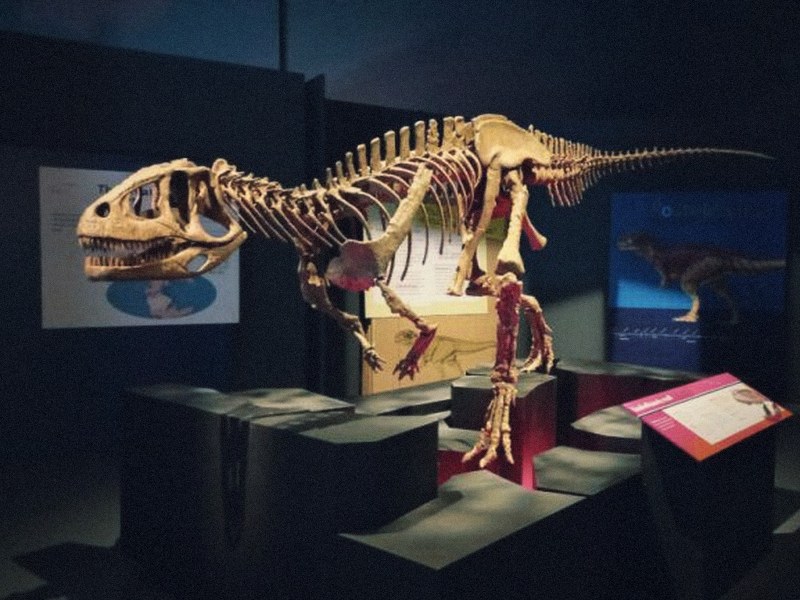 Esqueleto de dinosaurio en el Museo Paleontológico Egidio Feruglio, Trelew